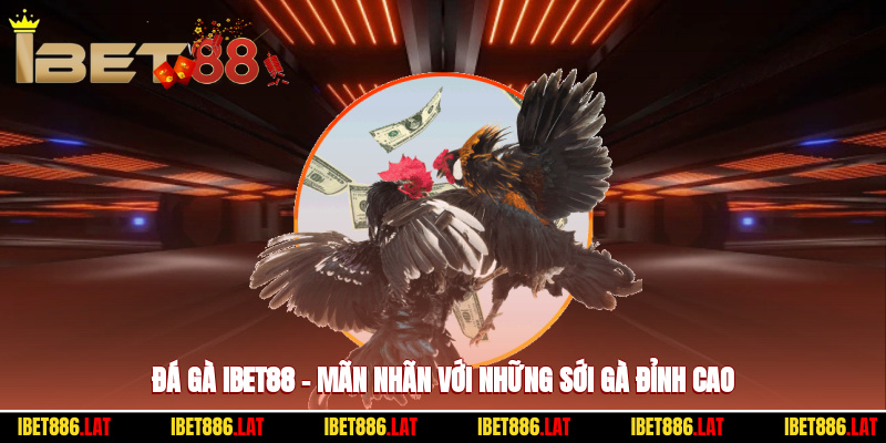 Đá Gà Ibet88 – Mãn Nhãn Với Những Sới Gà Đỉnh Cao