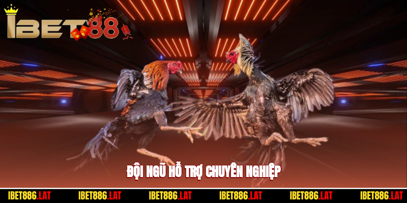 Đội ngũ hỗ trợ chuyên nghiệp